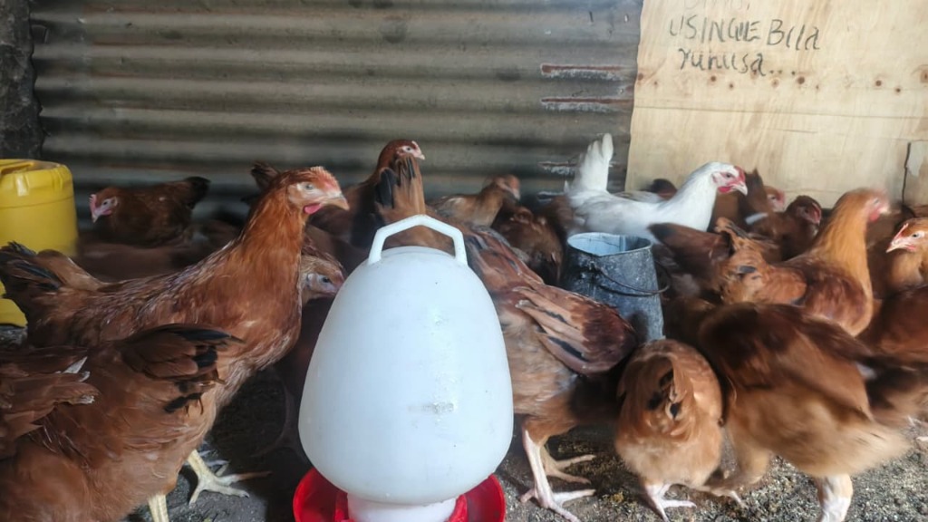 Poultry farming for the agriculture project